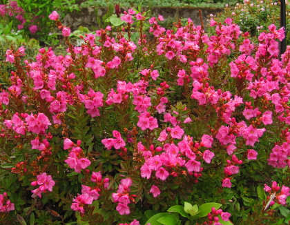 Phylliopsis hillieri 'Pinocchio' 